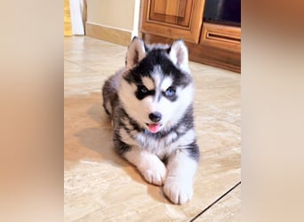 Schwarz-weißer Siberian Husky Welpe mit blauen Augen und FCI-Ahnentafel