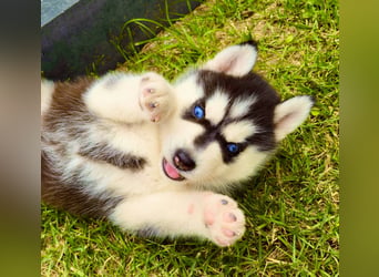 Schwarz-weißer Siberian Husky Welpe mit blauen Augen und FCI-Ahnentafel