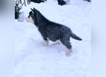 FCI Pedigree Blue Eyed Black & White Siberian Husky Champion Puppy