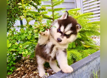 Schwarz-weißer Siberian Husky, blauäugiger Welpe mit FCI-Stammbaum