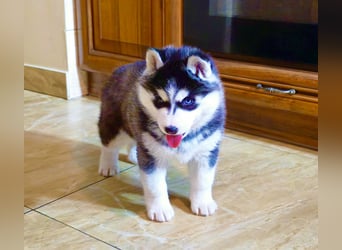 Schwarz-weißer Siberian Husky, blauäugiger Welpe mit FCI-Stammbaum
