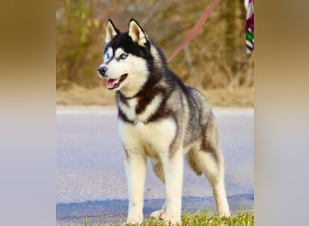 FCI Pedigree Blue Eyed Black & White Siberian Husky Champion Puppy