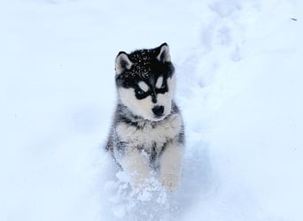 FCI Pedigree Blue Eyed Black & White Siberian Husky Champion Puppy