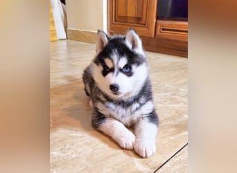 Schwarz-weißer Siberian Husky Welpe mit blauen Augen und FCI-Ahnentafel