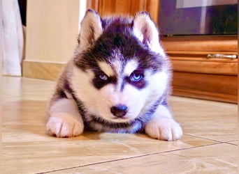 Schwarz-weißer Siberian Husky, blauäugiger Welpe mit FCI-Stammbaum