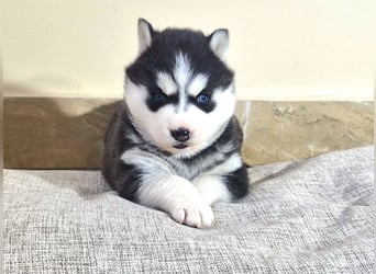 FCI Pedigree Blue Eyed Black & White Siberian Husky Champion Puppy