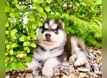 Schwarz-weißer Siberian Husky, blauäugiger Welpe mit FCI-Stammbaum