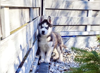 FCI Pedigree Blue Eyed Black & White Siberian Husky Champion Puppy