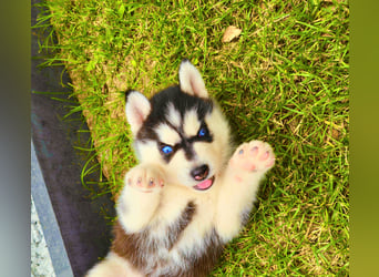 Schwarz-weißer Siberian Husky, blauäugiger Welpe mit FCI-Stammbaum
