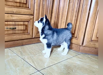 FCI Pedigree Blue Eyed Black & White Siberian Husky Champion Puppy