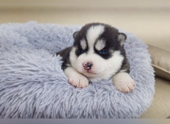 FCI Pedigree Blue Eyed Black & White Siberian Husky Champion Puppy