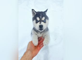 FCI Pedigree Blue Eyed Black & White Siberian Husky Champion Puppy