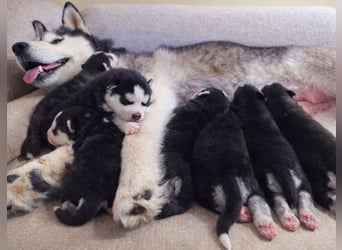 Schwarz-weißer Siberian Husky, blauäugiger Welpe mit FCI-Stammbaum