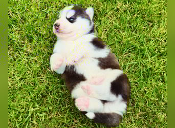 Schwarz-weißer Siberian Husky, blauäugiger Welpe mit FCI-Stammbaum