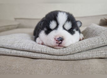 FCI Pedigree Blue Eyed Black & White Siberian Husky Champion Puppy