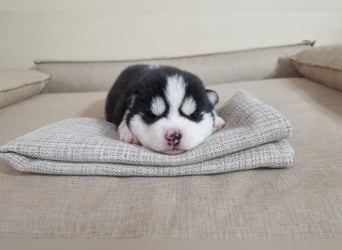 FCI Pedigree Blue Eyed Black & White Siberian Husky Champion Puppy