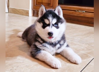 FCI Pedigree Blue Eyed Black & White Siberian Husky Champion Puppy