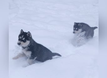 FCI Pedigree Blue Eyed Black & White Siberian Husky Champion Puppy
