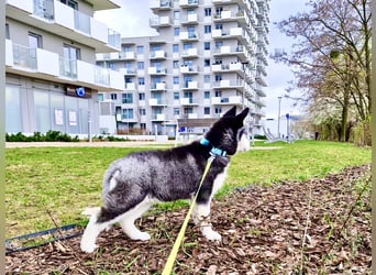 Schwarz-weißer Siberian Husky, blauäugiger Welpe mit FCI-Stammbaum