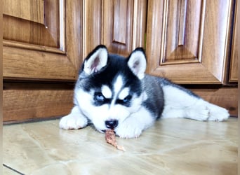 FCI Pedigree Blue Eyed Black & White Siberian Husky Champion Puppy