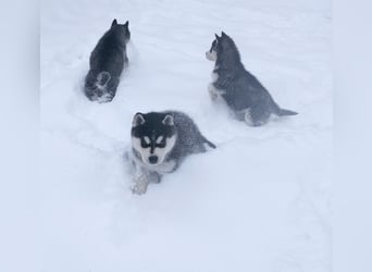 FCI Pedigree Blue Eyed Black & White Siberian Husky Champion Puppy