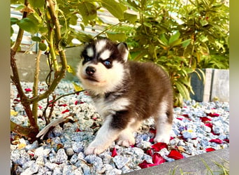 Schwarz-weißer Siberian Husky, blauäugiger Welpe mit FCI-Stammbaum