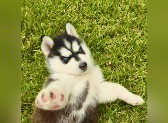 Schwarz-weißer Siberian Husky, blauäugiger Welpe mit FCI-Stammbaum