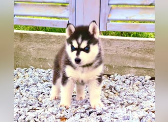 Schwarz-weißer Siberian Husky, blauäugiger Welpe mit FCI-Stammbaum