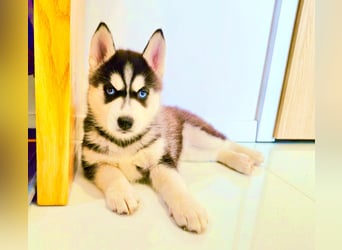Schwarz-weißer Siberian Husky, blauäugiger Welpe mit FCI-Stammbaum