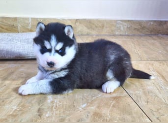 FCI Pedigree Blue Eyed Black & White Siberian Husky Champion Puppy