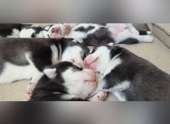 Schwarz-weißer Siberian Husky Welpe mit blauen Augen und FCI-Ahnentafel