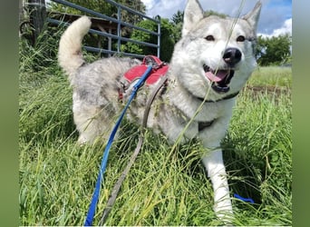 Aurora sucht ein neues
