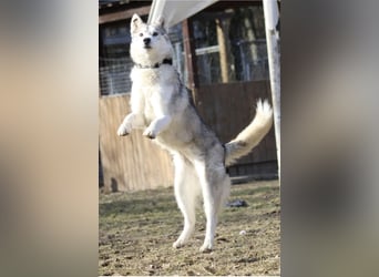 Aurora sucht ein neues