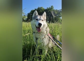 Aurora sucht ein neues