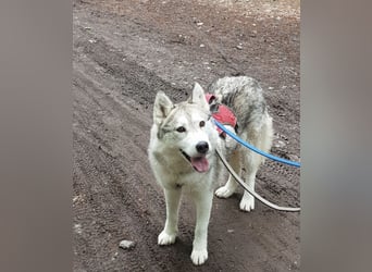 Aurora sucht ein neues