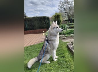 Aurora sucht ein neues