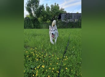 Aurora sucht ein neues