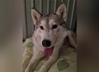 Aurora sucht ein neues