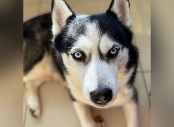 Unkomplizierter Husky-Senior Pascha wartet in 69434 Hirschhorn