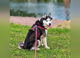 Unkomplizierter Husky-Senior Pascha wartet in 69434 Hirschhorn