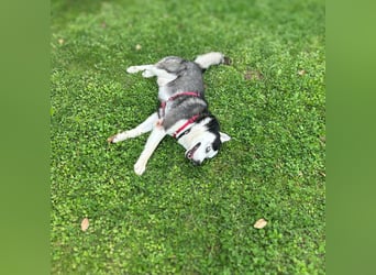 Unkomplizierter Husky-Senior Pascha wartet in 69434 Hirschhorn