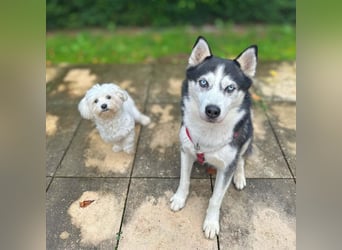 Unkomplizierter Husky-Senior Pascha wartet in 69434 Hirschhorn