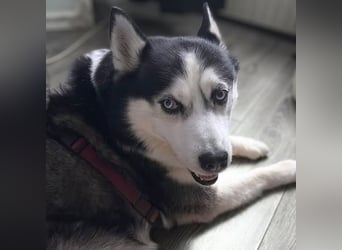 Unkomplizierter Husky-Senior Pascha wartet in 69434 Hirschhorn