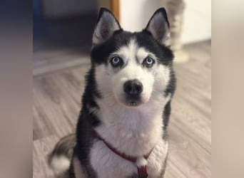 Unkomplizierter Husky-Senior Pascha wartet in 69434 Hirschhorn