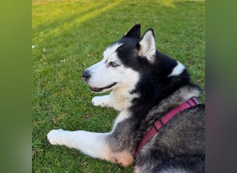 Unkomplizierter Husky-Senior Pascha wartet in 69434 Hirschhorn