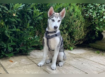 Bon - verspielter Junghund - Tierhilfe Franken e.V.