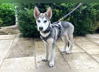 Bon - verspielter Junghund - Tierhilfe Franken e.V.