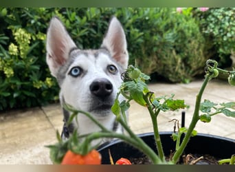 Bon - verspielter Junghund - Tierhilfe Franken e.V.