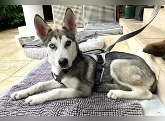 Bon - verspielter Junghund - Tierhilfe Franken e.V.