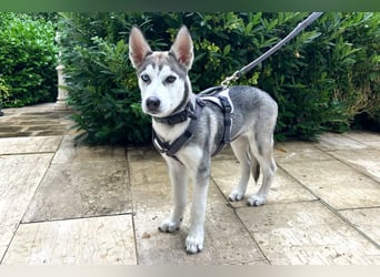 Bon - verspielter Junghund - Tierhilfe Franken e.V.